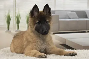 Tervurens: Dog Belgium Shepherd / Tervuren