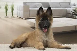 Tervuren: Dog Belgium Shepherd / Tervuren