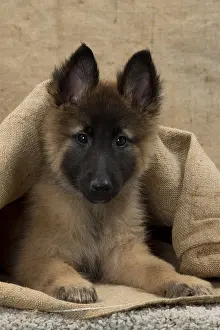 Sack: Dog Belgium Shepherd / Tervuren