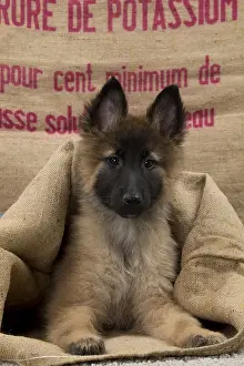 Sack: Dog Belgium Shepherd / Tervuren