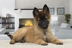 Tervuren: Dog Belgium Shepherd / Tervuren