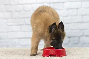 Tervuren: Dog Belgium Shepherd / Tervuren