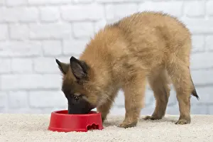 Tervuren: Dog Belgium Shepherd / Tervuren