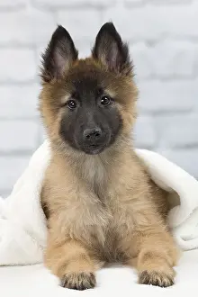 Tervuren: Dog Belgium Shepherd / Tervuren
