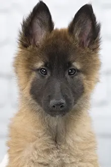Pricked: Dog Belgium Shepherd / Tervuren