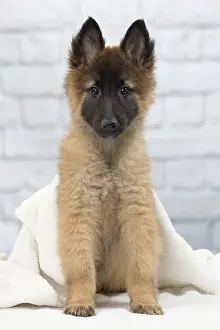 Tervuren: Dog Belgium Shepherd / Tervuren