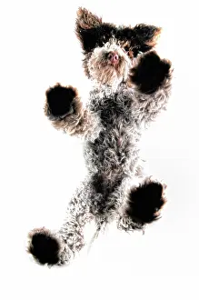 Plate: Dog from below, standing on glass plate