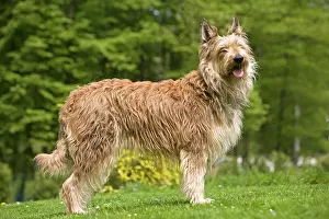 Picard: Dog - Berger Picard