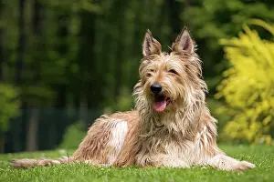 Picard: Dog - Berger Picard
