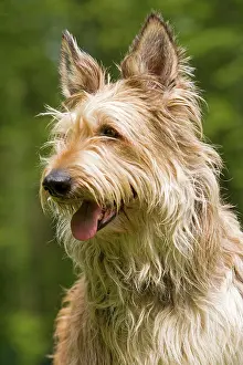 Picard: Dog - Berger Picard