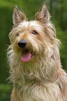 Picard: Dog - Berger Picard