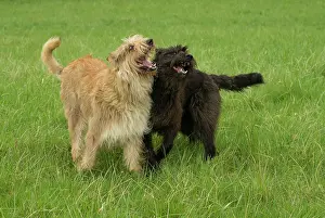 Picard: Dog - Berger Picard / Picardy Shepherd