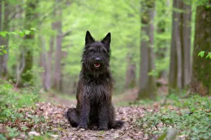 Picard: Dog - Berger Picard / Picardy Shepherd
