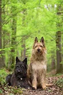 Picard: Dog - Berger Picard / Picardy Shepherd