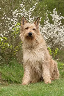 Picard: Dog - Berger Picard / Picardy Shepherd