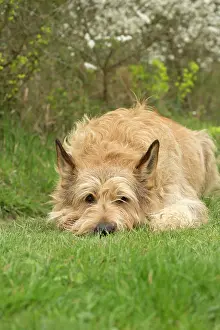 Picard: Dog - Berger Picard / Picardy Shepherd