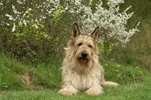 Picard: Dog - Berger Picard / Picardy Shepherd