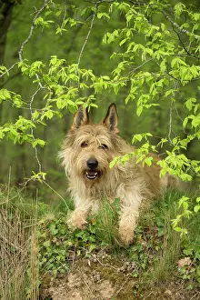 Picard: Dog - Berger Picard / Picardy Shepherd