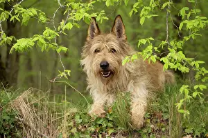 Picard: Dog - Berger Picard / Picardy Shepherd