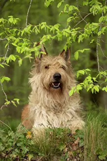 Picard: Dog - Berger Picard / Picardy Shepherd