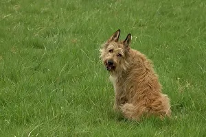 Picard: Dog - Berger Picard / Picardy Shepherd