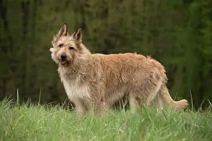 Picard: Dog - Berger Picard / Picardy Shepherd