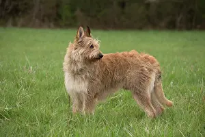 Picard: Dog - Berger Picard / Picardy Shepherd