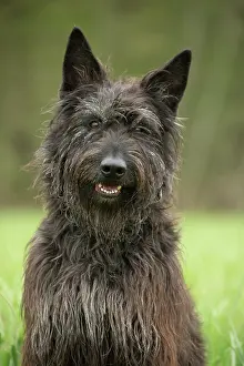 Picard: Dog - Berger Picard / Picardy Shepherd