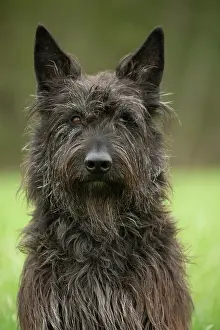 Picard: Dog - Berger Picard / Picardy Shepherd