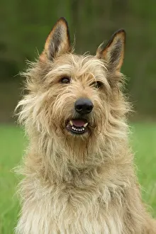 Picard: Dog - Berger Picard / Picardy Shepherd