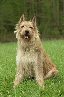 Picard: Dog - Berger Picard / Picardy Shepherd
