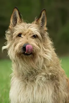 Picard: Dog - Berger Picard / Picardy Shepherd
