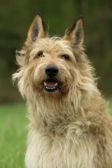 Picard: Dog - Berger Picard / Picardy Shepherd