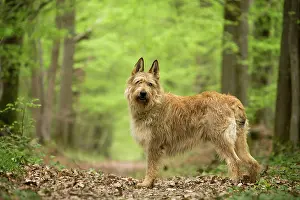 Picard: Dog - Berger Picard / Picardy Shepherd