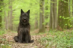 Picard: Dog - Berger Picard / Picardy Shepherd