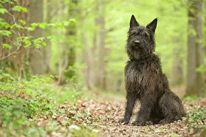 Picard: Dog - Berger Picard / Picardy Shepherd