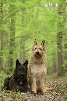 Picard: Dog - Berger Picard / Picardy Shepherd