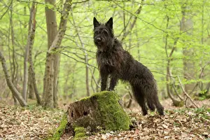 Picard: Dog - Berger Picard / Picardy Shepherd