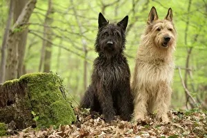 Picard: Dog - Berger Picard / Picardy Shepherd