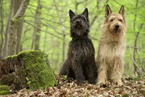 Picard: Dog - Berger Picard / Picardy Shepherd