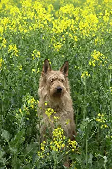 Picard: Dog - Berger Picard / Picardy Shepherd