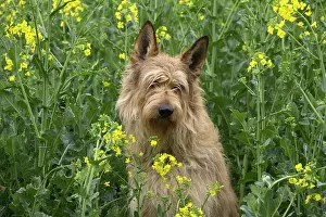Picard: Dog - Berger Picard / Picardy Shepherd