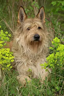 Picard: Dog - Berger Picard / Picardy Shepherd