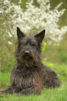 Picard: Dog - Berger Picard / Picardy Shepherd