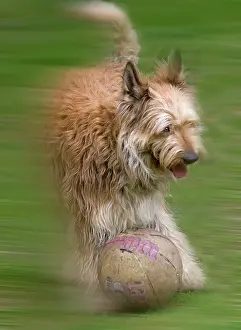 Football: Dog - Berger De Picard / Picardy Shepherd - with football