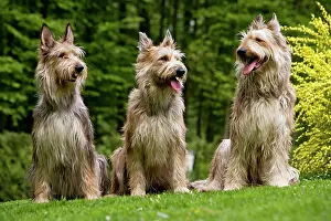 Picards: Dog - Berger Picard / Picardy Shepherd with mouth open