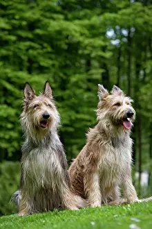 Picard: Dog - Berger Picard / Picardy Shepherd with mouth open