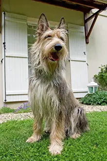 Picard: Dog - Berger Picard / Picardy Shepherd with mouth open