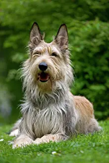 Picard: Dog - Berger Picard / Picardy Shepherd with mouth open