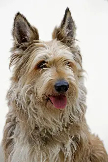 Picard: Dog - Berger Picard / Picardy Shepherd with mouth open